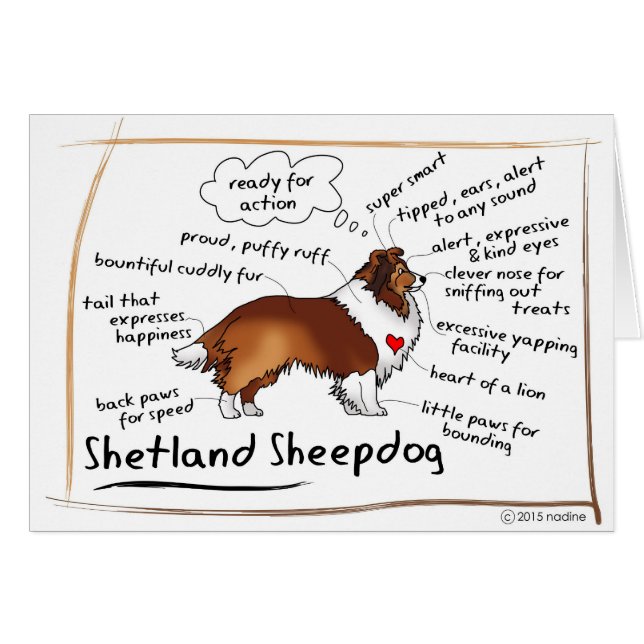 Zobel sheltie (Vorderseite (Horizontal))