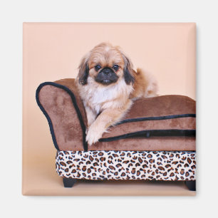 Zoe - Pekingese Magnet