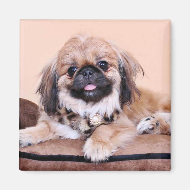 Zoe - Pekingese Magnet (Vorne)