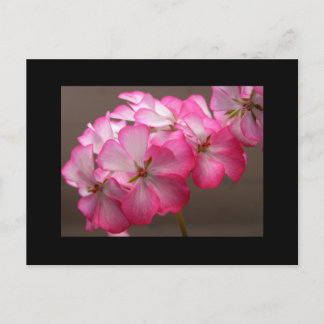 Zonale geranium 'Cattolica' Postkarte