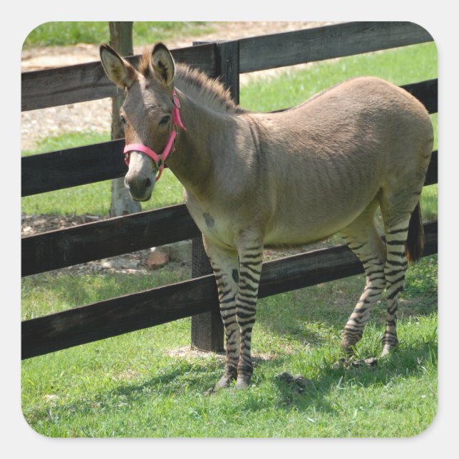 Zonkey-Name für Teiledonkey und Zebra Quadratischer Aufkleber (Vorderseite)