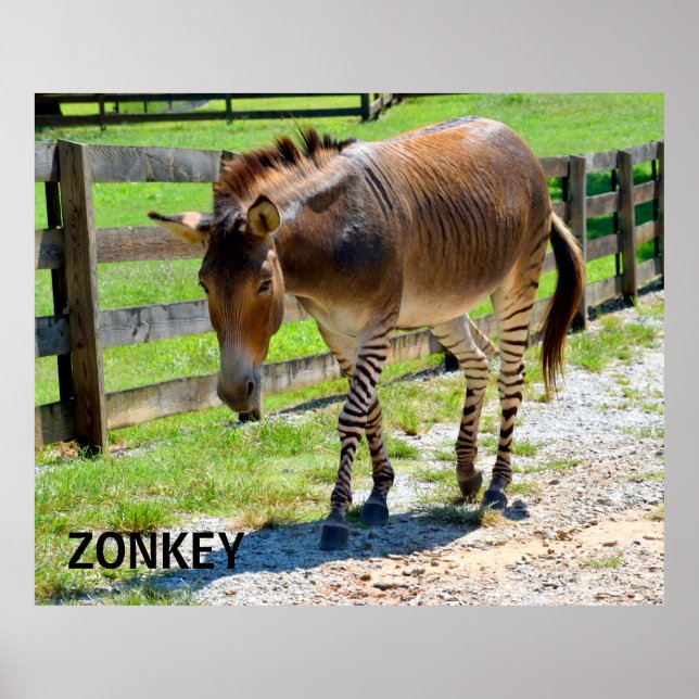 Zonkey Teil Zebra und Donkey Poster (Vorne)