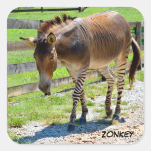 Zonkey Teil Zebra und Donkey Quadratischer Aufkleber