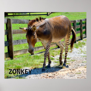 Zonkey Teil Zebra und Esel Poster