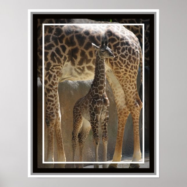 Zoo Baby 1 Poster (Vorne)