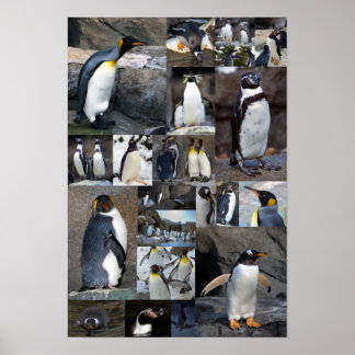 Zoo Penguins Collage Foto Poster
