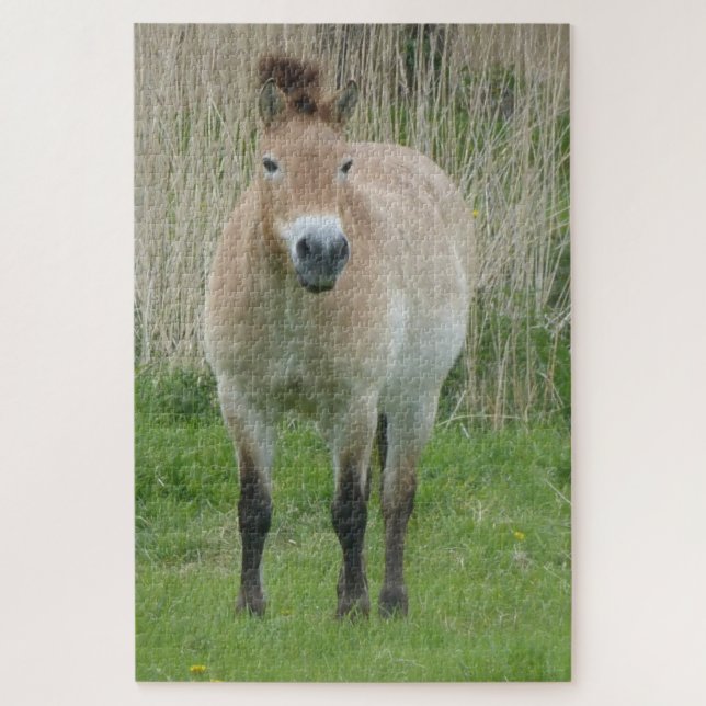 Zoo Puzzle : Cute Przewalski Horse (Vertical)