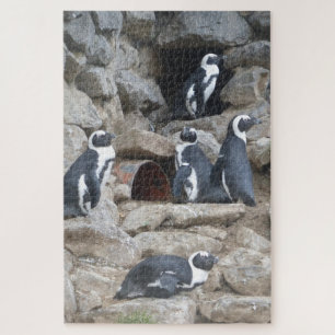 Zoo Puzzle: Niedliche Pinguine