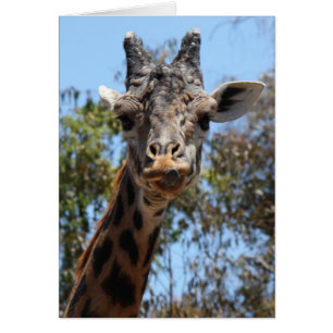 Zoo Series, Retrouvez ici votre Giraffe