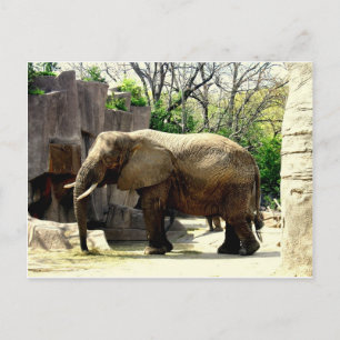 Zoo-Tiere Postkarte