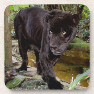 Zoo von Belize City. Schwarzer Panther Getränkeuntersetzer