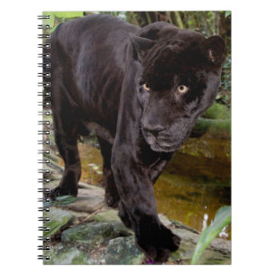 Zoo von Belize City. Schwarzer Panther Notizblock
