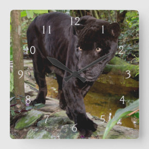 Zoo von Belize City. Schwarzer Panther Quadratische Wanduhr