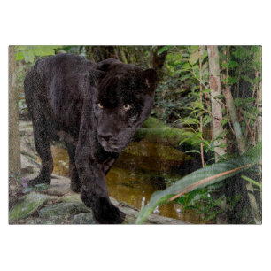 Zoo von Belize City. Schwarzer Panther Schneidebrett