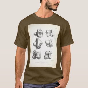 Zoologie des HMS-Beagle 1840 Fossi T-Shirt