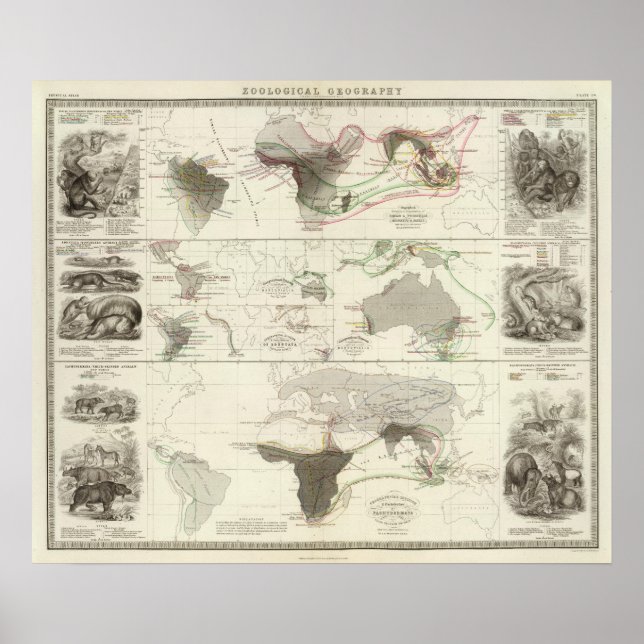 Zoologische Geografie Poster (Vorne)