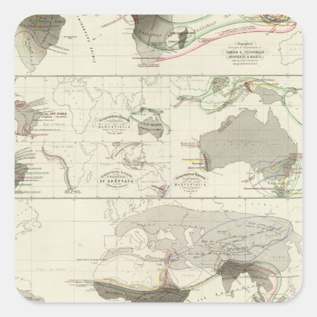 Zoologische Geografie Quadratischer Aufkleber (Vorderseite)