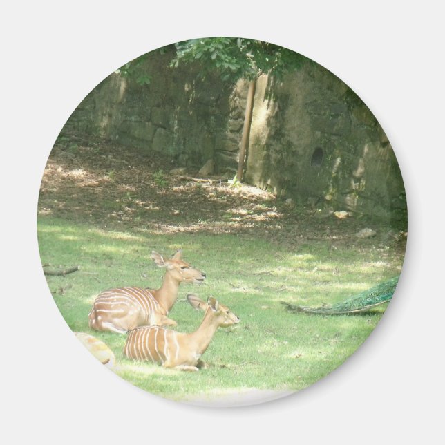 Zoombild Bronx Magnet (Vorne)