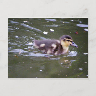 Zooming Postkarte