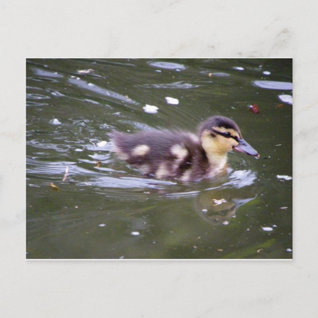 Zooming Postkarte (Vorderseite)