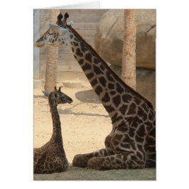 Zooserien, Baby Giraffen und Mama