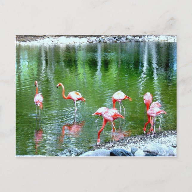 Zootiere Postkarte (Vorderseite)