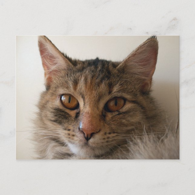 Zora Postkarte (Vorderseite)