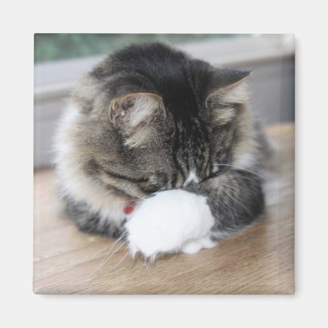 Zorro Shy Kitty Square Magnet (Vorne)