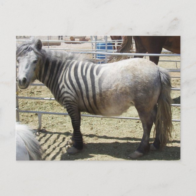 Zorse Postkarte (Vorderseite)