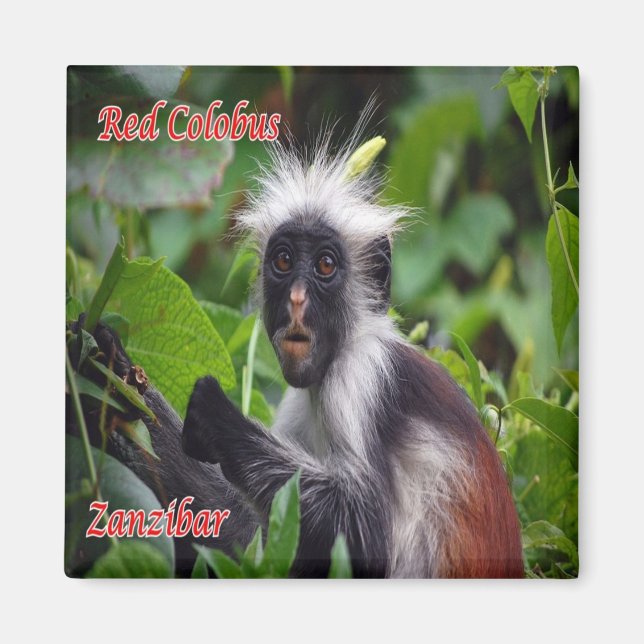 zTZ010 ZANZIBAR, Red Colobus, Tansania, Kühlschran Magnet (Vorne)