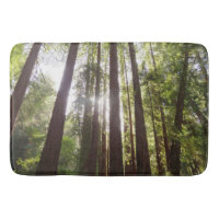 Zu den Redwoods am Morgen