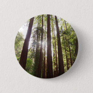 Zu den Redwoods am Morgen Button