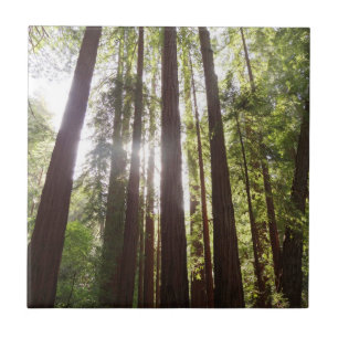 Zu den Redwoods am Morgen Fliese