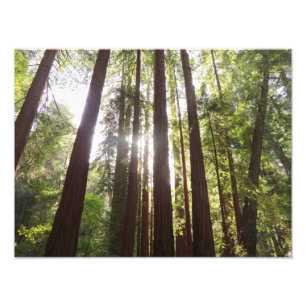 Zu den Redwoods am Morgen Fotodruck