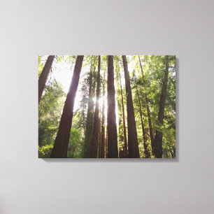 Zu den Redwoods am Morgen Leinwanddruck