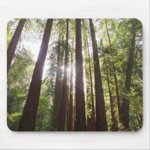Zu den Redwoods am Morgen Mousepad