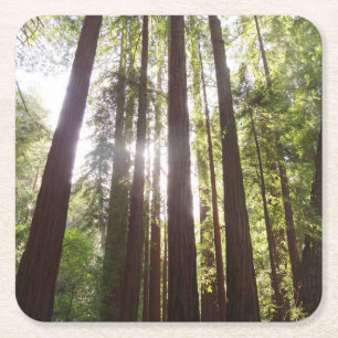 Zu den Redwoods am Morgen Rechteckiger Pappuntersetzer