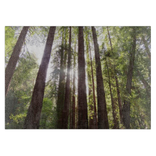 Zu den Redwoods am Morgen Schneidebrett