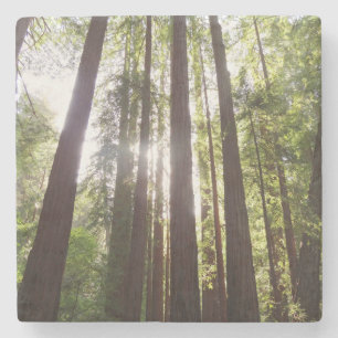 Zu den Redwoods am Morgen Steinuntersetzer