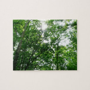 Zu den Sommerbäumen aufblicken