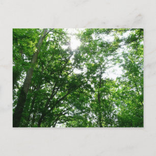 Zu den Sommerbäumen aufblicken Postkarte