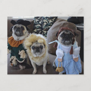 Zu Halloween verkleidete drei Mops Postkarte