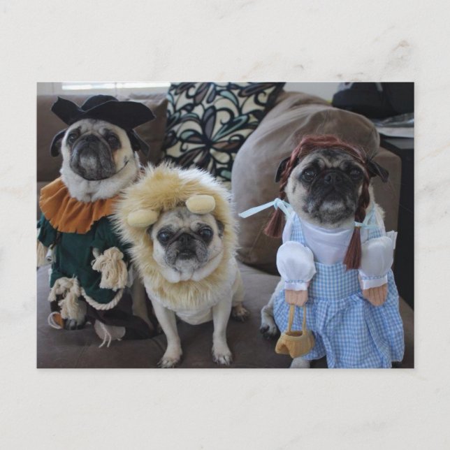 Zu Halloween verkleidete drei Mops Postkarte (Vorderseite)