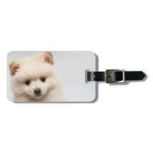 Zu niedlicher Spitz