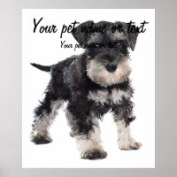 Zu Niedlicher Welpe Miniatur Schnauzer Hund