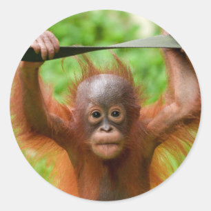 Zu süß zum Anfassen – Kleiner Orang-Utan Runder Aufkleber
