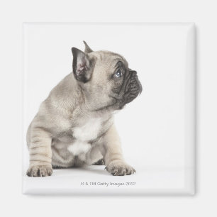 Zucht- Welpe Magnet