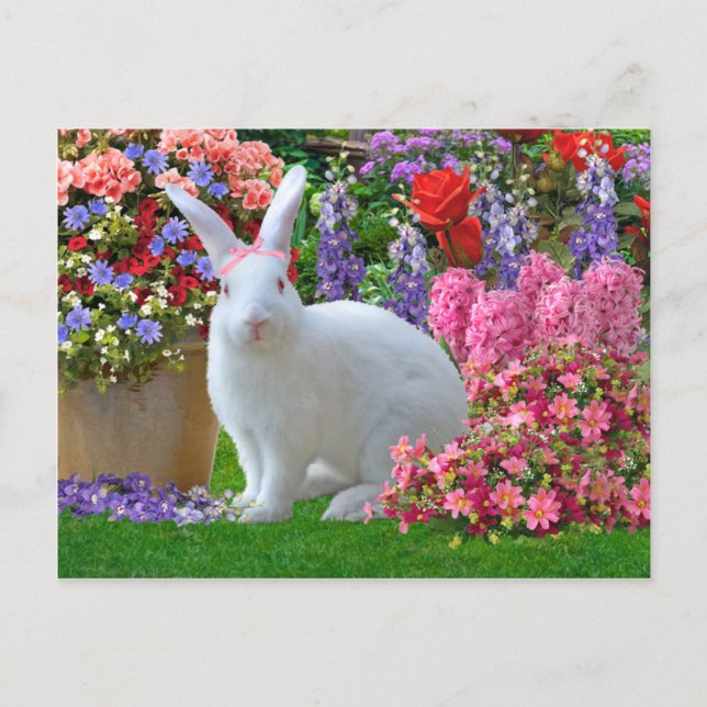 ‚Zucker‘ Postkarte (Vorderseite)