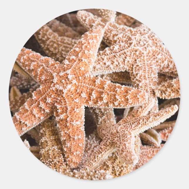 Zucker-Starfish-Rundkleber Runder Aufkleber (Vorderseite)