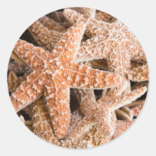Zucker-Starfish-Rundkleber Runder Aufkleber